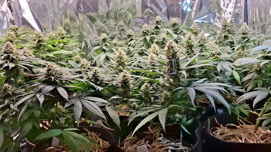 Green House Seeds - First Time