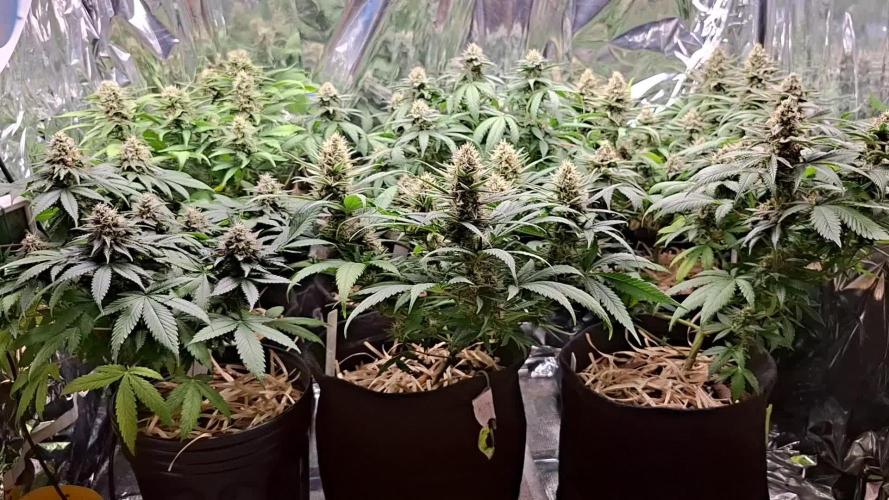 Green House Seeds - First Time