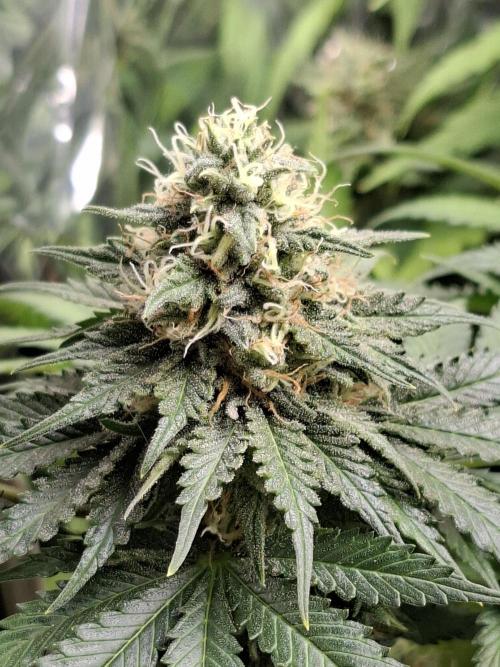 Green House Seeds - First Time. Week 11 - 13/11