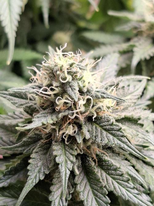 Green House Seeds - First Time. Week 11 - 13/11