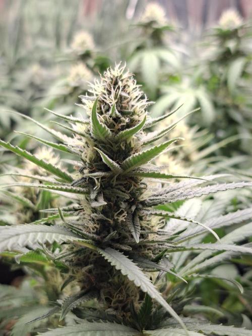 Green House Seeds - First Time. Week 11 - 13/11