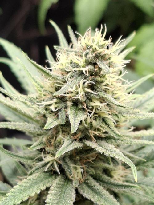 Green House Seeds - First Time. Week 11 - 13/11