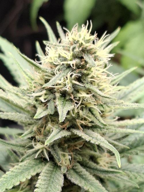 Green House Seeds - First Time. Week 11 - 13/11