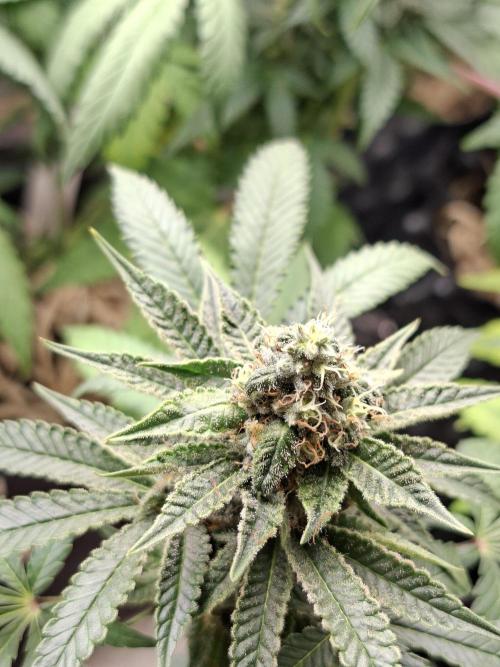 Green House Seeds - First Time. Week 11 - 13/11