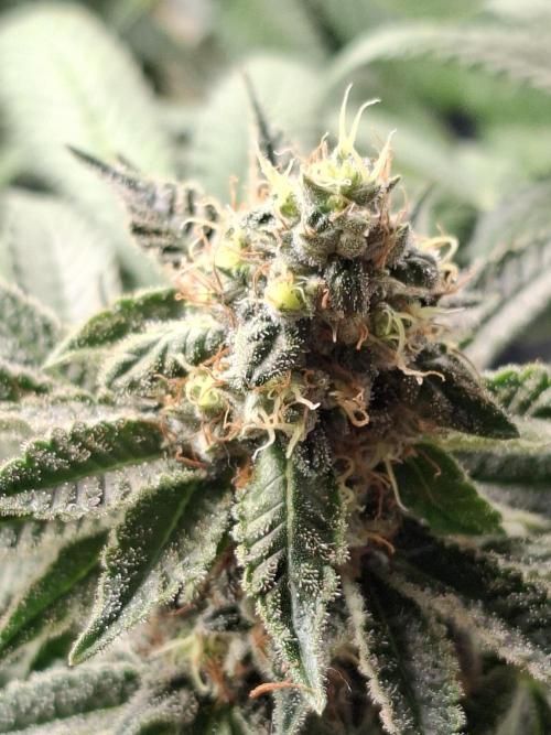 Green House Seeds - First Time. Week 11 - 13/11