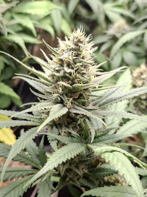 Green House Seeds - First Time. Week 11 - 13/11