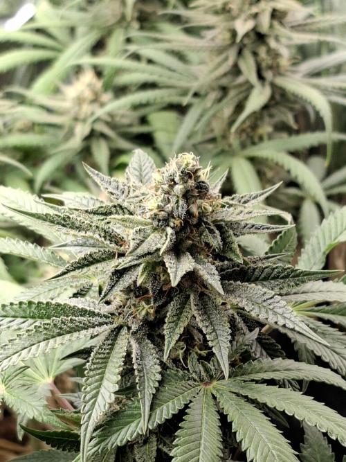 Green House Seeds - First Time. Week 11 - 13/11