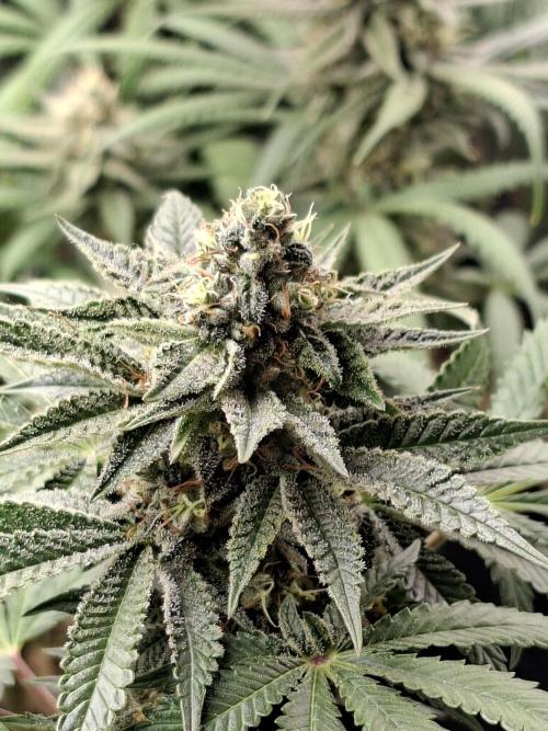 Green House Seeds - First Time. Week 11 - 13/11