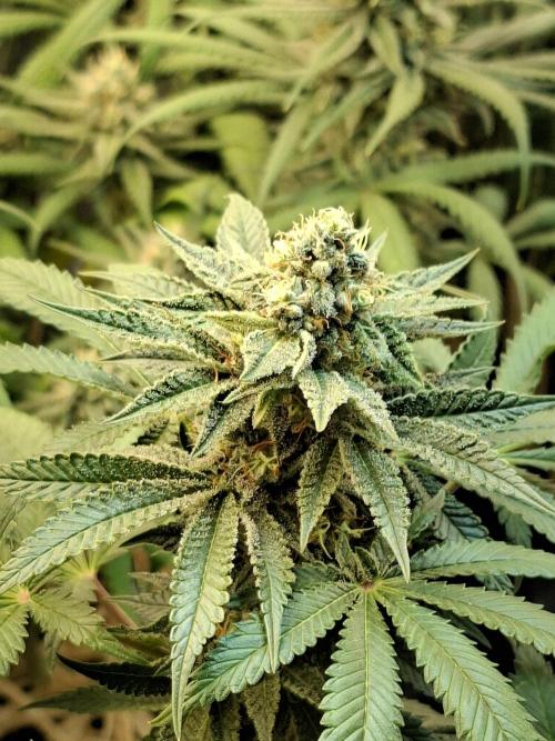 Green House Seeds - First Time. Week 11 - 13/11