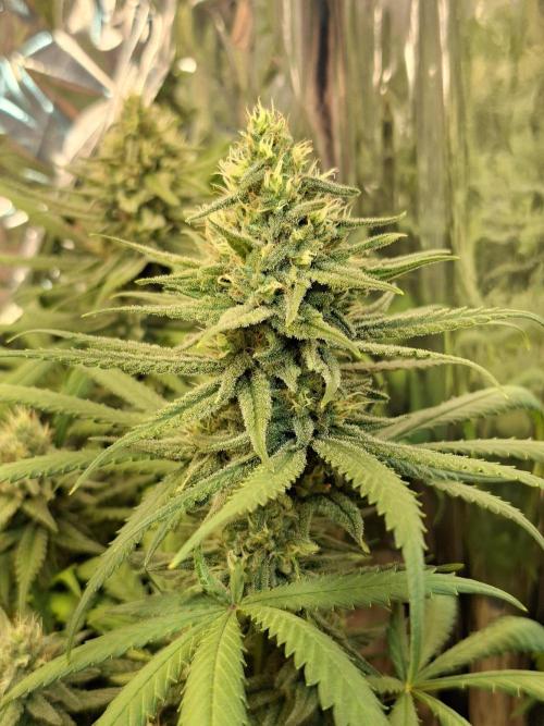 Green House Seeds - First Time. Week 11 - 13/11