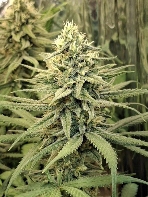 Green House Seeds - First Time. Week 11 - 13/11