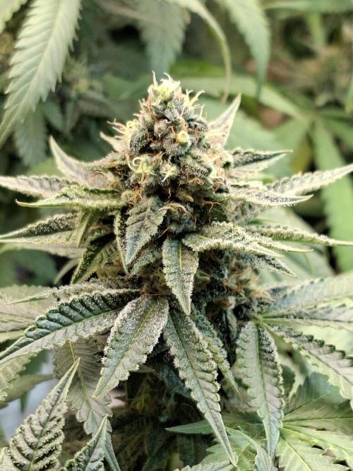 Green House Seeds - First Time. Week 11 - 13/11