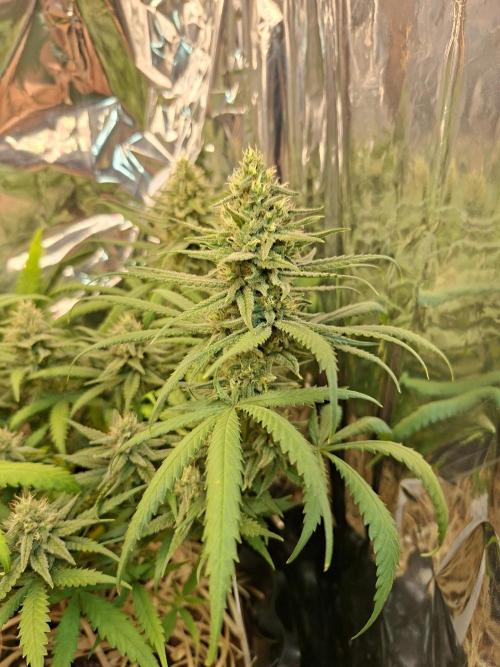 Green House Seeds - First Time. Week 11 - 13/11