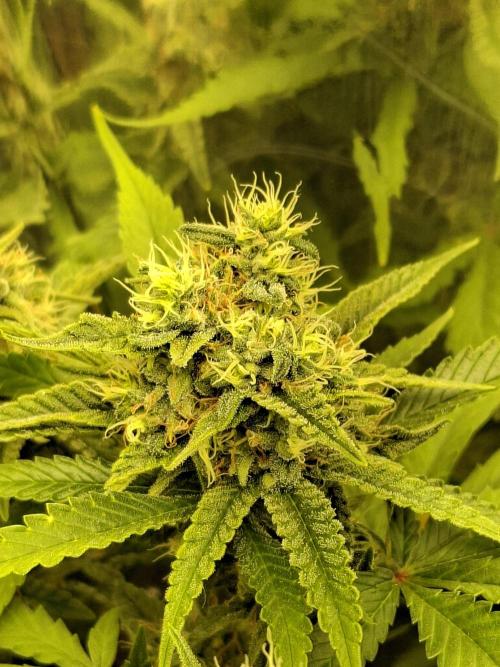 Green House Seeds - First Time. Week 11 - 13/11