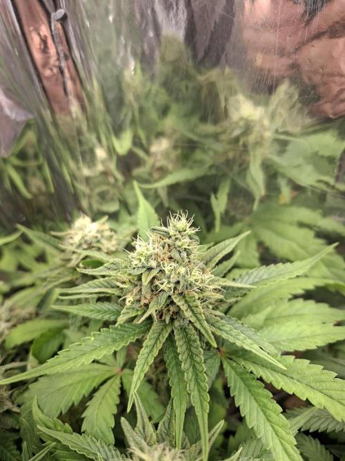 Green House Seeds - First Time. Week 11 - 13/11