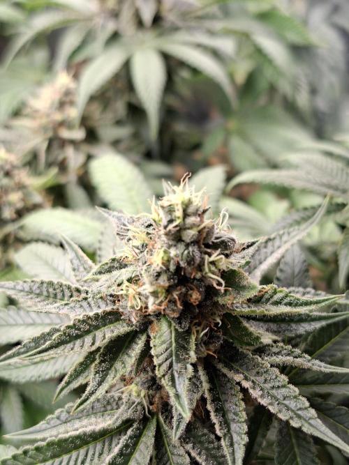 Green House Seeds - First Time. Week 11 - 16/Nov