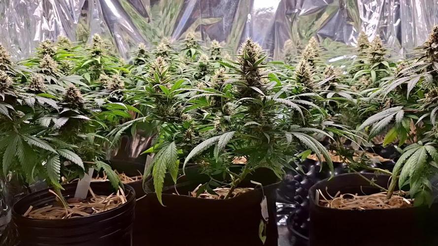 Green House Seeds - First Time