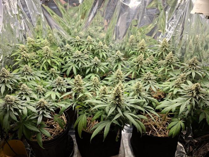 Green House Seeds - First Time. Week 11 - 16/Nov