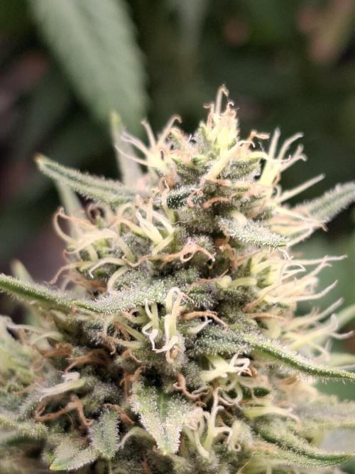 Green House Seeds - First Time. Week 11 - 16/Nov