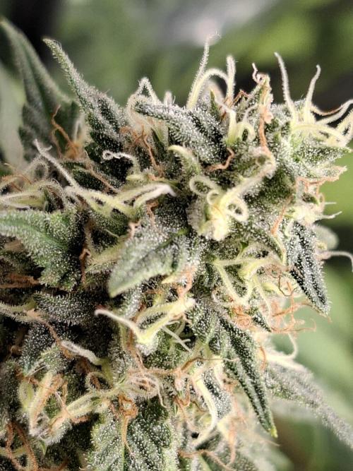 Green House Seeds - First Time. Week 11 - 16/Nov