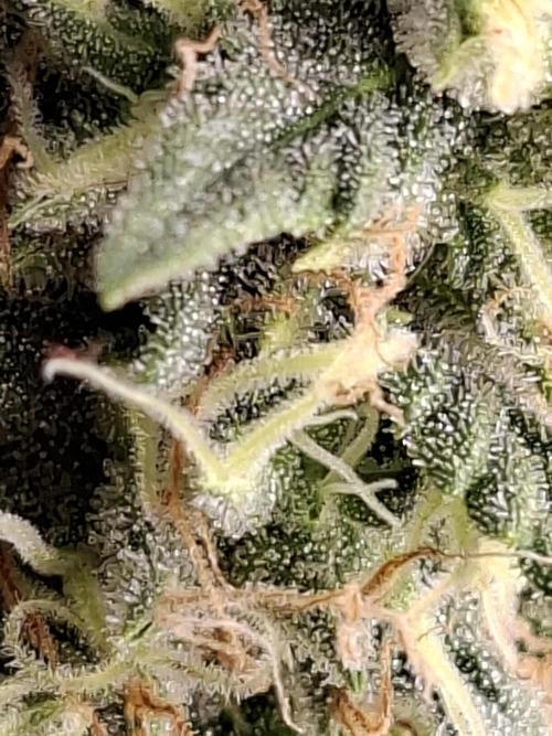 Green House Seeds - First Time. Week 11 - 16/Nov