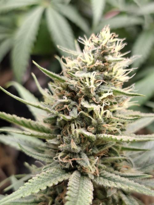 Green House Seeds - First Time. Week 11 - 16/Nov