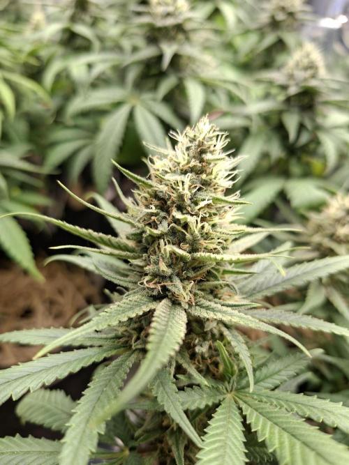 Green House Seeds - First Time. Week 11 - 16/Nov