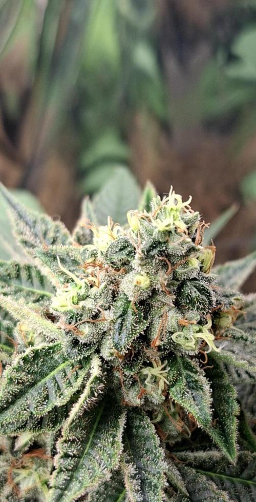 Green House Seeds - First Time. Week 11 - 16/Nov