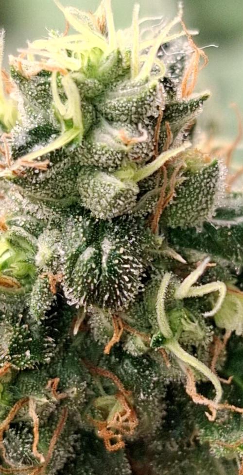 Green House Seeds - First Time. Week 11 - 16/Nov