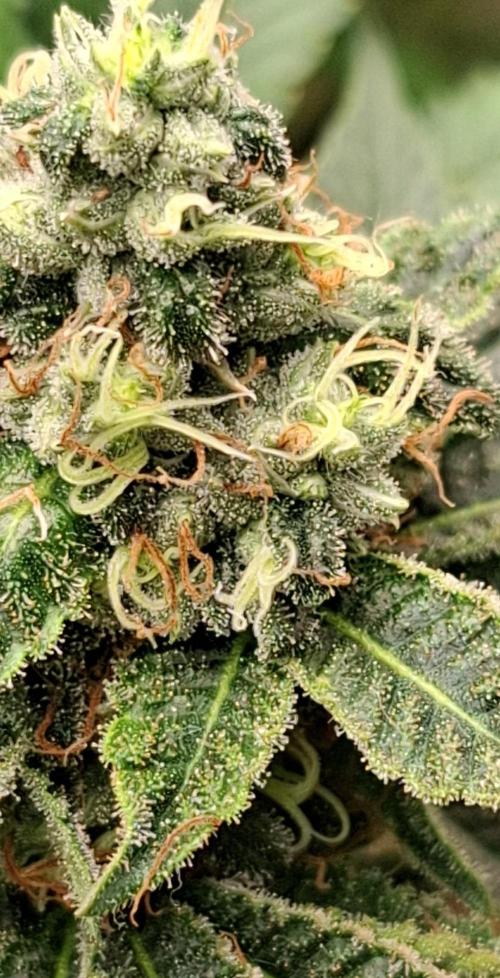 Green House Seeds - First Time. Week 11 - 16/Nov