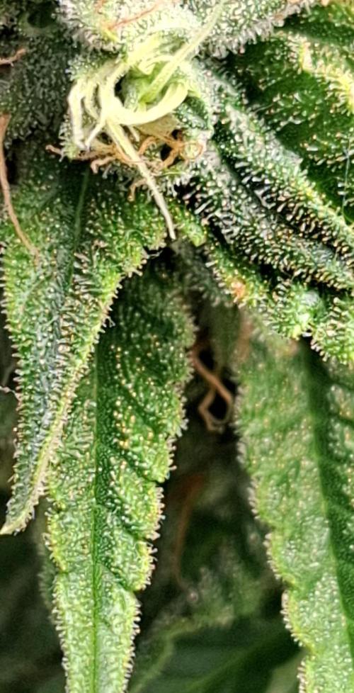 Green House Seeds - First Time. Week 11 - 16/Nov