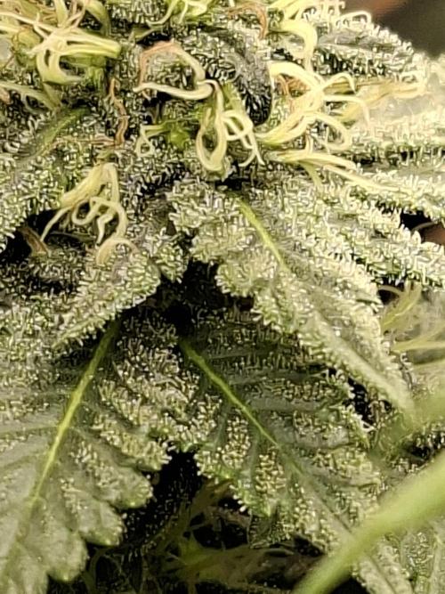 Green House Seeds - First Time. Week 11 - 16/Nov