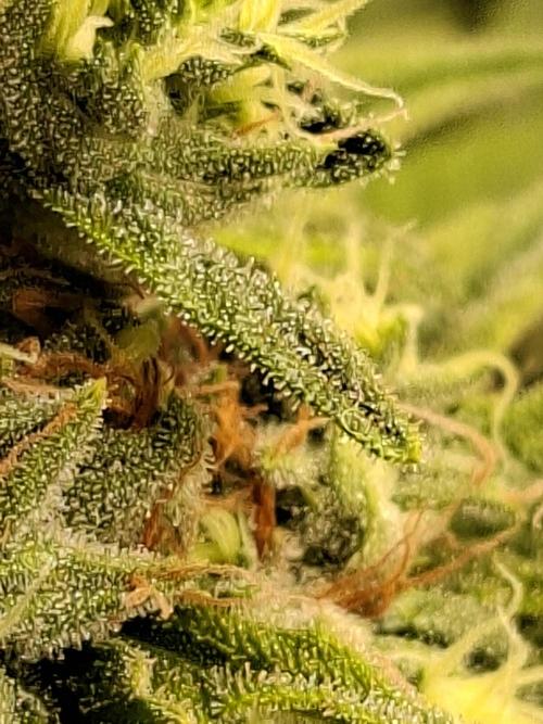 Green House Seeds - First Time. Week 11 - 16/Nov