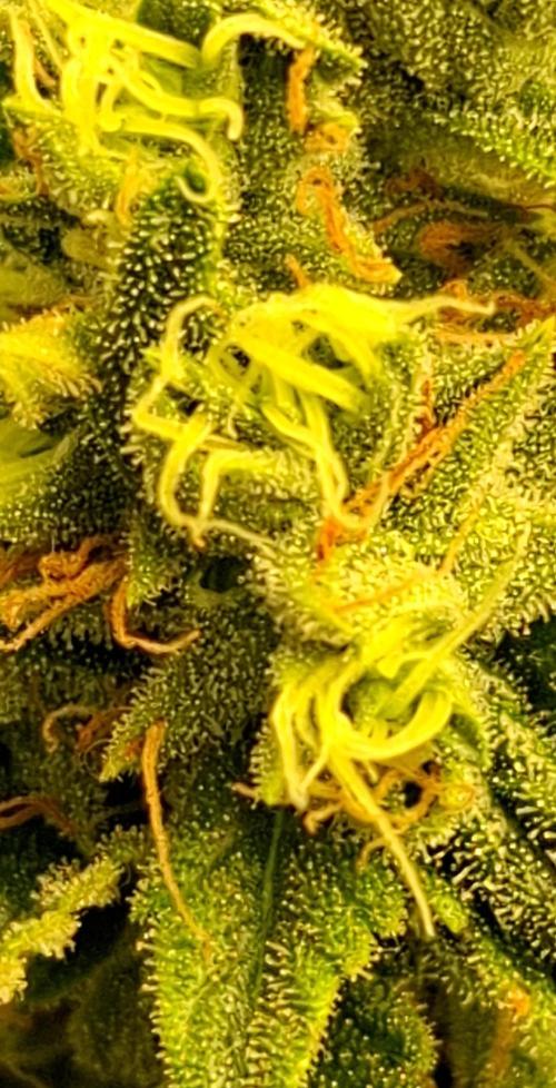 Green House Seeds - First Time. Week 11 - 16/Nov