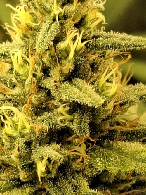 Green House Seeds - First Time. Week 11 - 16/Nov