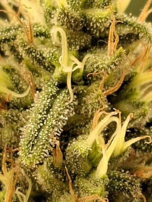 Green House Seeds - First Time. Week 11 - 16/Nov