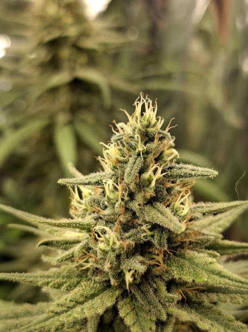 Green House Seeds - First Time. Week 11 - 16/Nov