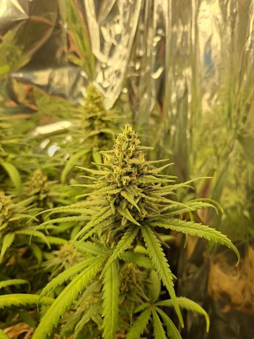 Green House Seeds - First Time. Week 11 - 16/Nov