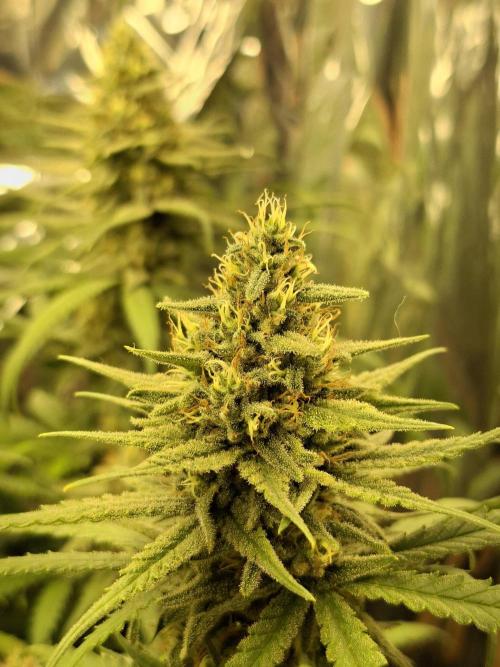 Green House Seeds - First Time. Week 11 - 16/Nov