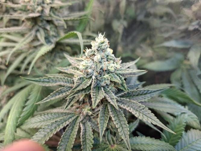 Green House Seeds - First Time. Week 12 - 17 Nov