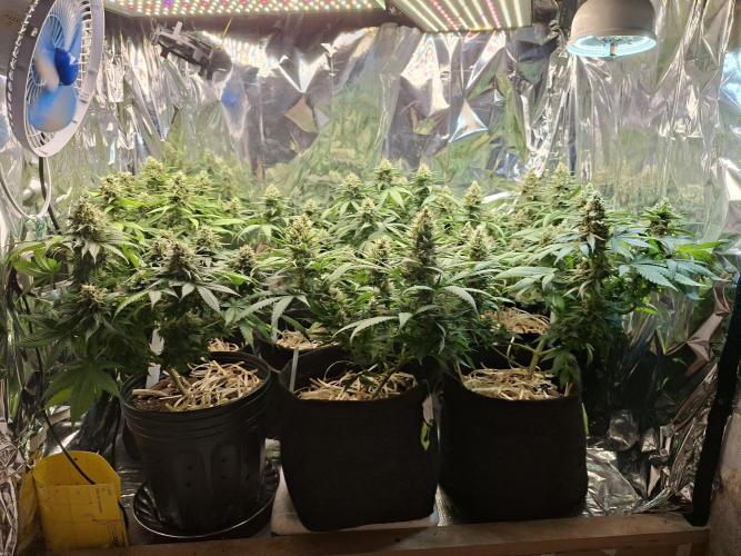 Green House Seeds - First Time. Week 12 - 17 Nov