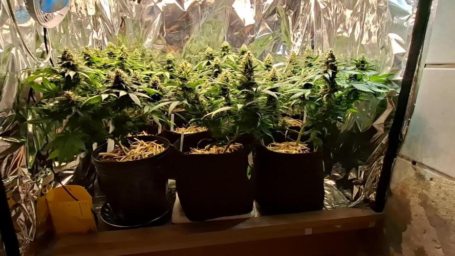 Green House Seeds - First Time