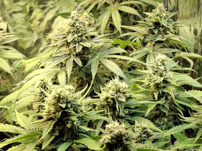 Green House Seeds - First Time. Week 12 - 18 Nov