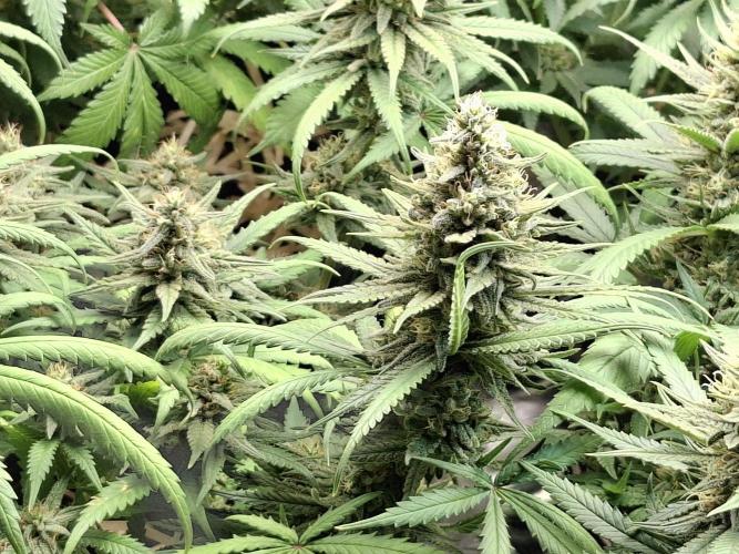 Green House Seeds - First Time. Week 12 - 18 Nov