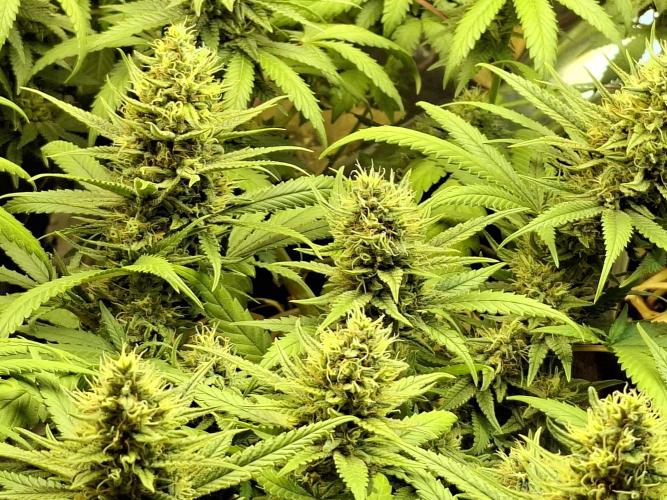 Green House Seeds - First Time. Week 12 - 18 Nov