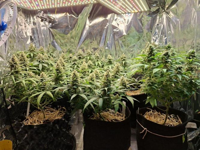 Green House Seeds - First Time. Week 12 - 18 Nov