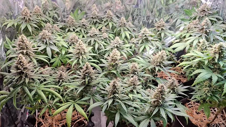 Green House Seeds - First Time