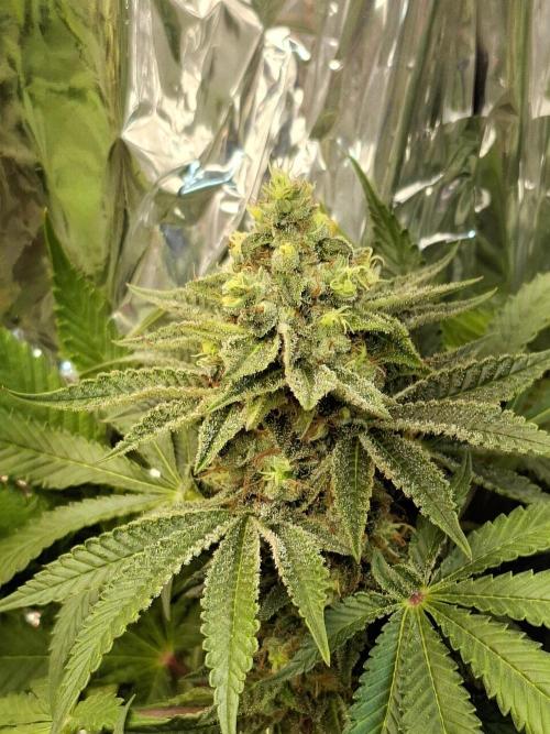 Green House Seeds - First Time. Week 12 - 18 Nov