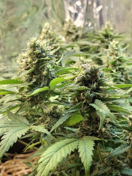 Green House Seeds - First Time. Week 12 - 18 Nov