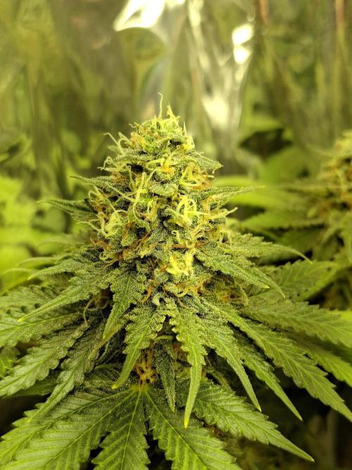 Green House Seeds - First Time. Week 12 - 18 Nov